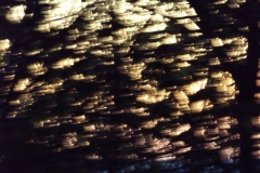 DSCF2438