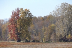 DSCF0648