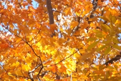 DSCF0678
