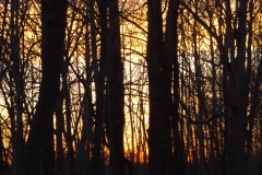 DSCF0916