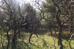 DSCF1295