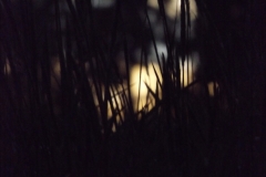 DSCF2926