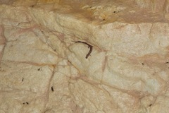DSCF4026
