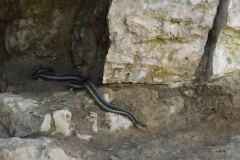 DSCF4184